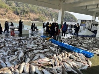  거제대구수산물축제서 대구 먹고! 놀고! Rock(즐기)고