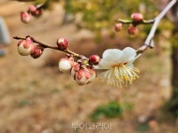 [포토] 신안 안좌 창마마을에 한겨울 추위 뚫고 피어난 매화꽃