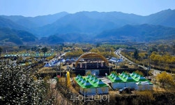 사진으로 보는 구례 산수유축제