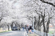 봄바람에 흩날리는 벚꽃로드 낭만 즐기러 달창지길 벚꽃축제로 오세요! 