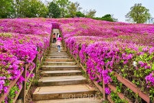 망설이면 늦어요!!..화창한 봄날, 봄꽃으로 설레는 경기도의 봄 만나러 떠나요! 