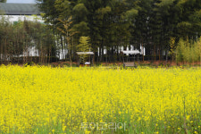 유채꽃 피어난 담양의 비밀 정원에서 봄의 환희 만끽하세요! 