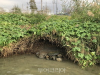 멸종위기 1급 수달 지켜라!..LG생활건강, 서울 중랑천 수달 보호지역 지정 캠페인 후원
