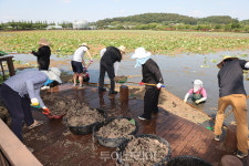 무안군 관광과 직원들, 무안회산백련지 물개구리밥 제거 구슬땀