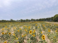 푸른 바다와 노란 해바라기 물결 장관 부안 줄포만 노을빛 지방정원 가볼까