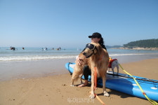 10월은 댕댕이랑 태안가는 달....태안군, 반려동물 동반여행 프로그램 선봬