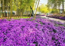 한국대나무박물관 대나무숲의 보라빛 향연 쑥부쟁이 만개