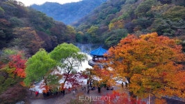 정읍 내장산 단풍, 16~17일 절정 전망..애기단풍 매력 가득