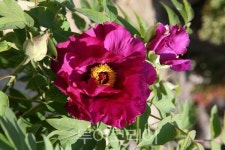 강진군, 지역 정체성 가득 담은 상징물 전부 개정