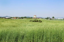 안성팜랜드에서 봄기운 가득한 냉이캐기 체험