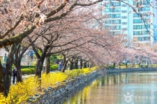 벚꽃 만개했는데 축제는 취소…김천연화지에서 무슨 일이?