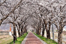 봄,봄,봄!....선물같은 봄 벚꽃풍경 따라 음성여행!