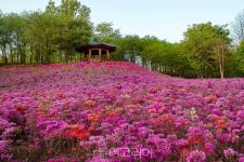 봄꽃 낭만 여기에 감성 깨울 영화까지~... 시흥에서 즐기는 당일치기 여행