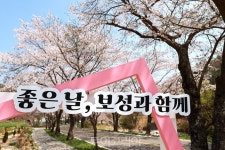 지금 보성은 연분홍 벚꽃대궐...가족 나들이 코스로 딱이죠!
