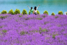 낮엔 설렘 밤엔 환상... 무릉별유천지 라벤더 축제 6월 14일 개막