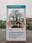 인천 서구 신현원창동 행정복지센터 회화나무 포토존 설치 눈길