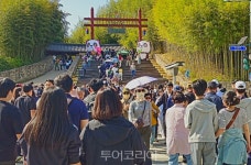 [담양대나무축제]  연일 관광객 북적