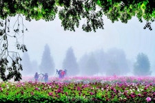 작약꽃 볼만한 곳 산책하며 즐기는 꽃길 여행