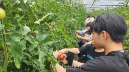 합천대양 유기농토마토 축제, 6월 7일  개최