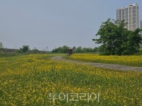 iH 인천 송도 R2부지에 유채꽃밭 조성