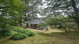 배롱나무꽃 활짝 핀 조선 별서정원 담양 명옥헌 원림에서 休