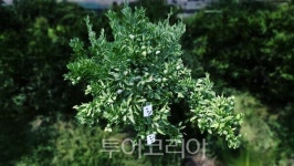 제주도 농업기술원, AI+3D 입체모델링 접목 관측체계 도입