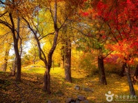 가을이면 영주 부석사 주변 단풍 장관