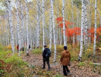 추위에 더 인기 많은 영양 자작나무 숲주말 방문객 넘쳐