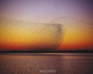 서산 천수만 철새도래지, 12월 이달의 생태관광지 선정