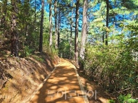 보성군, 제암산자연휴양림·치유센터 사계절 웰니스 관광지 인기몰이