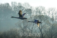 [포토] 충북 영동 금강, 겨울진객 큰고니 떼 장관