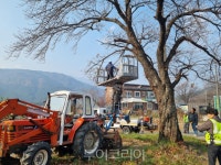 속초시, 영금정로 등 주요 도로변 전정 작업 진행...도시 경관 개선