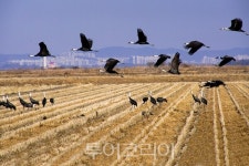 [포토]서산 천수만 하늘 수놓은 흑두루미 군무 장관