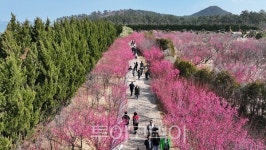 신안군, 2026 섬 홍매화 축제 관람객 2만여 명 집계