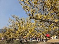 제27회 구례산수유꽃축제···화이트데이 연계 테마 기대