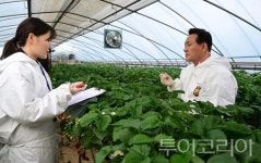 백성현 논산시장, 논산딸기 품질관리 및 안전성 강화 현장 점검