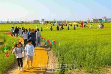 군산시, 보리랑 봄이랑, 21번째 이야기 꽁당보리축제 24일 축포
