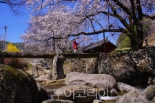 [포토]  이번 주말, 안 가면 후회할 봄의 절정…경남거창 벚꽃 명소는 이곳!!