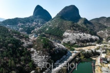 [포토]  전북진안 마이산, 십리벚꽃길 만개… 다음주 중 2.5km 벚꽃 터널 절정 예고