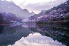 [포토]  전북진안 마이산, 십리벚꽃길 만개… 다음주 중 2.5km 벚꽃 터널 절정 예고