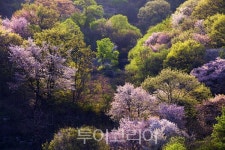 [포토]  충남금산 보곡산골 산벚꽃 축제 개막…자연과 함께 걷는 봄의 향연