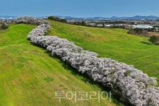 [포토]   서산, 봄의 끝자락을 붙잡다…한우목장 벚꽃길에서 만나는 한국의 작은 알프스