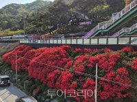 곡성군, 섬진강변 철쭉 붉은 물결 가득 상춘객 유혹