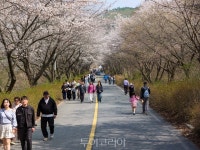 금산 보곡산골 산벚꽃 축제 성황...관광객 3만5000여 명 다녀가