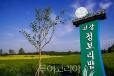 [포토]   이번 주말, 청보리와 노란 유채꽃 물결 속으로… 고창 청보리밭 축제 참여 열기 확산