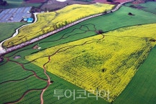 [포토]   이번 주말, 청보리와 노란 유채꽃 물결 속으로… 고창 청보리밭 축제 참여 열기 확산