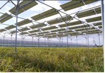 한국과 일본 영농형 태양광 현황과 기술 논의 場 마련