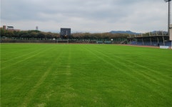 제주종합경기장.애향운동장, 겨울철 푸른색 잔디 유지