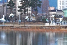 겨울 철새 고니, 울진 연호공원서 힘찬 비상(飛上)