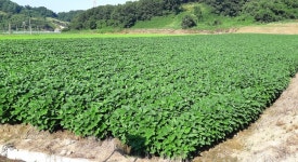 당진시, 전국 최고 수준 논콩 재배 지원금 발표